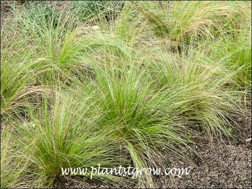 The first three images were taken in early September (zone #5).  In warmer zones they will get a lot larger or the gardener needs to start with larger plants.